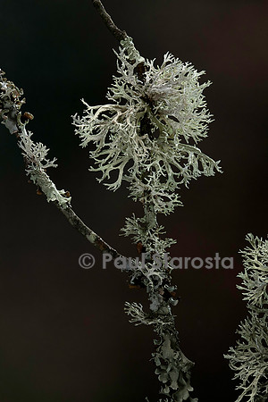 Lichens sur une branche