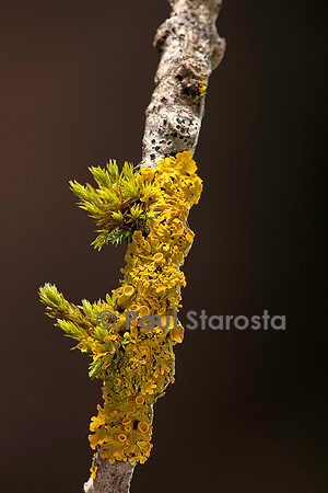 Groupement pionnier (lichen et mousse)