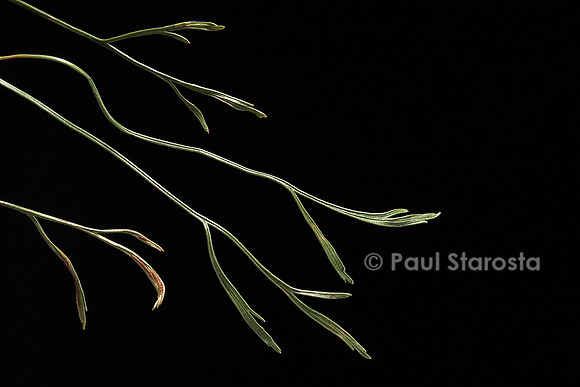 Asplenium septentrionale (doradille du Nord)