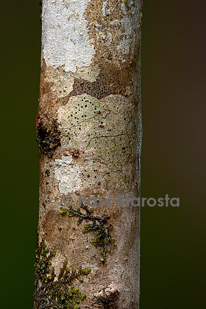 Groupement pionnier (lichen et mousse) sur un tronc d'arbre
