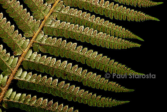 Polystichum setiferum (polystic à soies, fougère des fleuristes) - sores