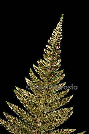Polystichum setiferum (polystic à soies, fougère des fleuristes) - sores