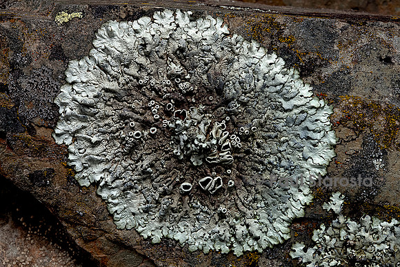 Parmelia sp. (parmélie)