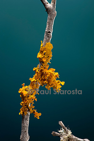 Xanthoria parietina (parmélie des murailles)