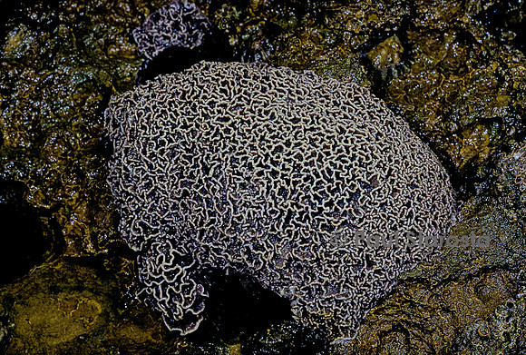 Lithophyllum byssoides (lithophyllum en forme de lichen, algue des encorbellements)