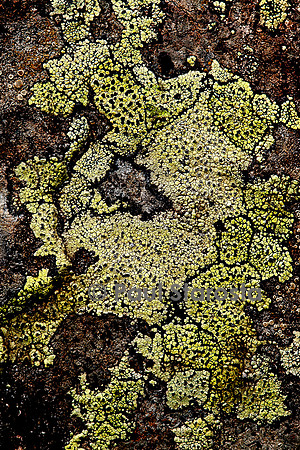 Rhizocarpon geographicum (lichen carte géographique)