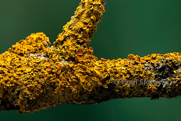 Xanthoria parietina (parmélie des murailles)