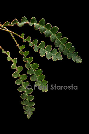 Ceterach officinarum