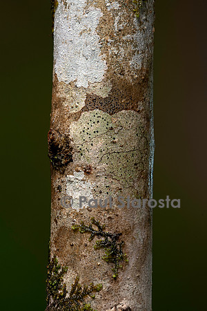 Groupement pionnier (lichen et mousse) sur un tronc d'arbre