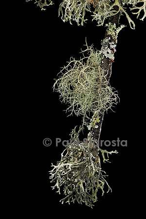 Lichens sur une branche