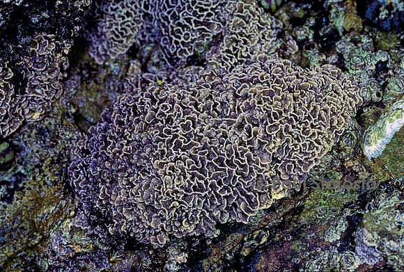 Lithophyllum byssoides (lithophyllum en forme de lichen, algue des encorbellements)