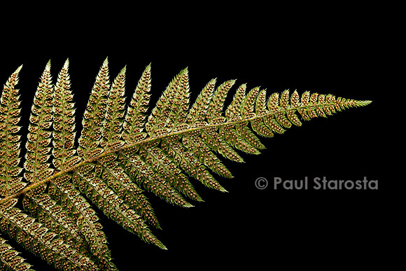 Polystichum setiferum (polystic à soies, fougère des fleuristes) - sores