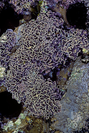 Lithophyllum byssoides (lithophyllum en forme de lichen, algue des encorbellements)