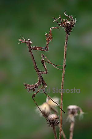 Empusa pennata (empuse commune) - larve (diablotin)