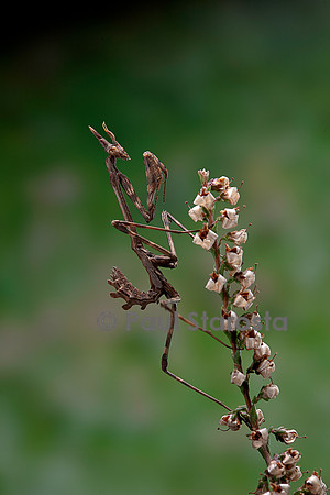Empusa pennata (empuse commune) - larve (diablotin)