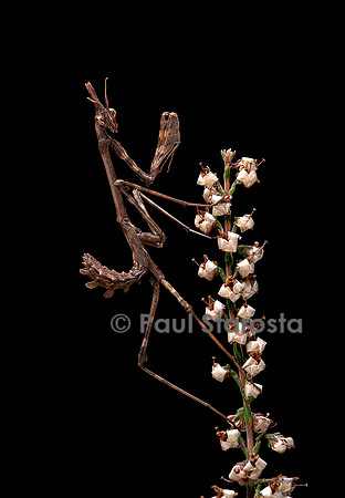 Empusa pennata (empuse commune) - larve (diablotin)