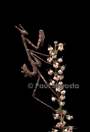 Empusa pennata (empuse commune) - larve (diablotin)