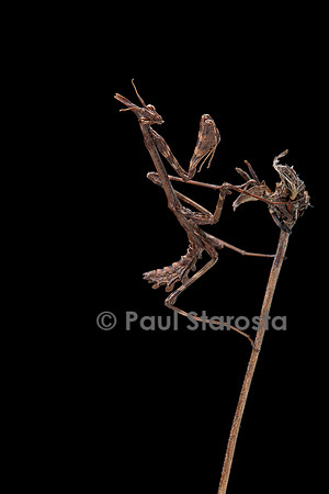 Empusa pennata (empuse commune) - larve (diablotin)