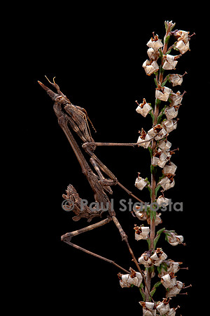 Empusa pennata (empuse commune) - larve (diablotin)