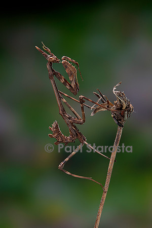 Empusa pennata (empuse commune) - larve (diablotin)
