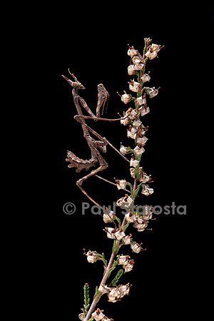 Empusa pennata (empuse commune) - larve (diablotin)
