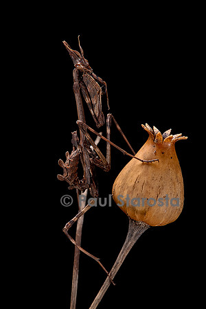 Empusa pennata (empuse commune) - larve (diablotin)