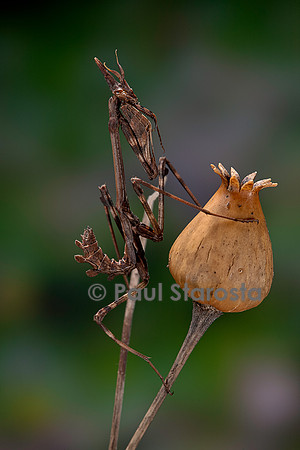 Empusa pennata (empuse commune) - larve (diablotin)