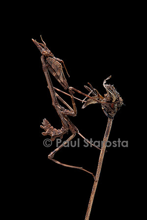 Empusa pennata (empuse commune) - larve (diablotin)