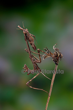 Empusa pennata (empuse commune) - larve (diablotin)