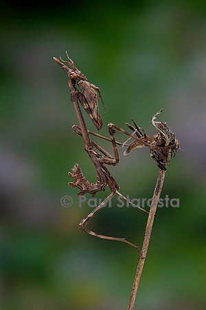 Empusa pennata (empuse commune) - larve (diablotin)