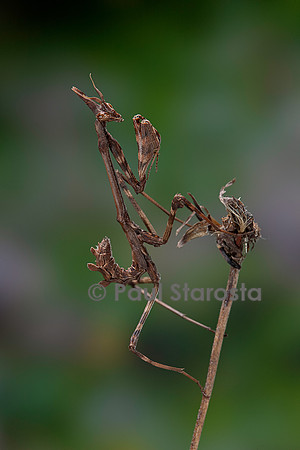 Empusa pennata (empuse commune) - larve (diablotin)