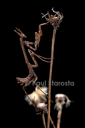 Empusa pennata (empuse commune) - larve (diablotin)