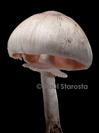 Agaricus sylvicola (agaric des bois, boule de neige des bois, rosé des bois)