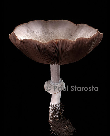 Agaricus sylvicola (agaric des bois, boule de neige des bois, rosé des bois)