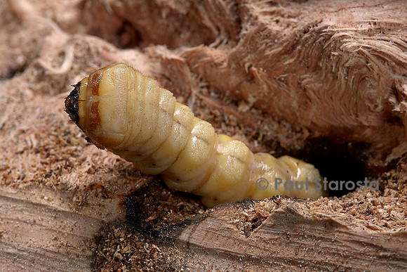 Cerambyx cerdo (grand capricorne) - larve