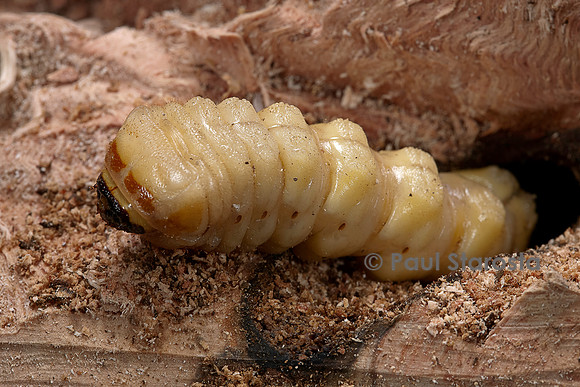 Cerambyx cerdo (grand capricorne) - larve