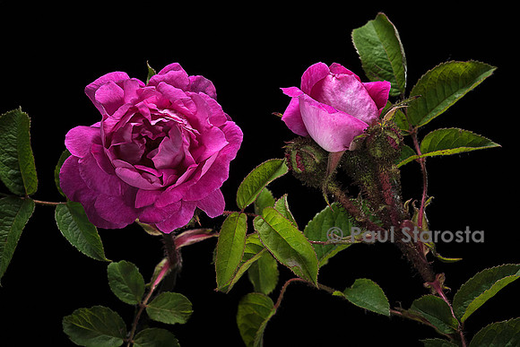 Rosa X centifolia muscosa ‘Vénus’