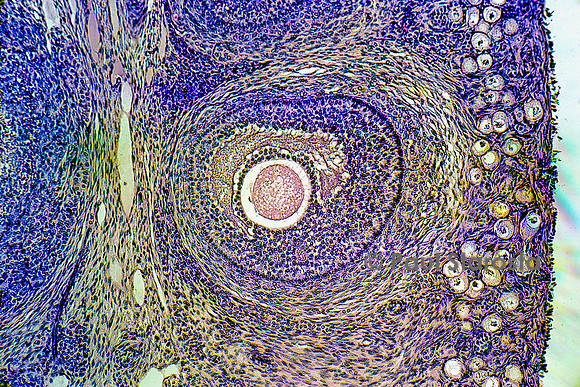 Follicules ovarien dans un ovaire de lapine (Oryctolagus cuniculus)