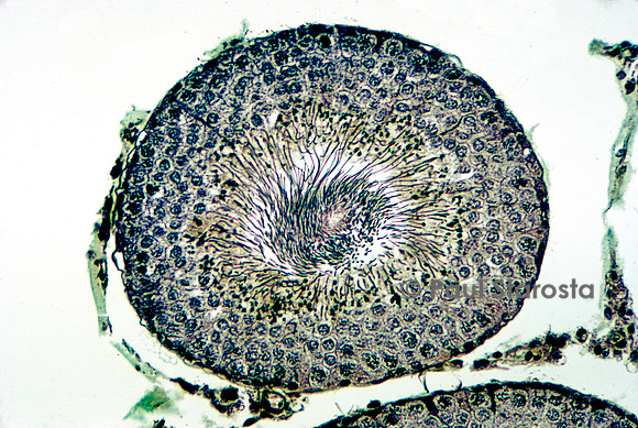 Tube séminifère dans un testicule de rat (Rattus norvegicus)