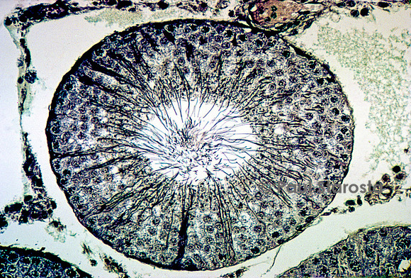 Tube séminifère dans un testicule de rat (Rattus norvegicus)