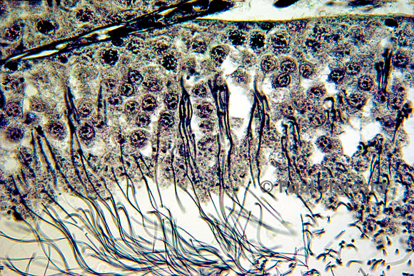 Tube séminifère dans un testicule de rat (Rattus norvegicus)