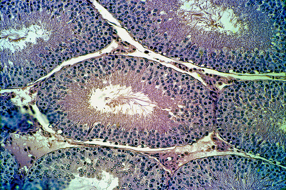 Tubes séminifères dans un testicule de rat (Rattus norvegicus)