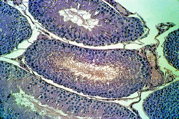 Tubes séminifères dans un testicule de rat (Rattus norvegicus)
