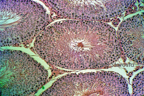 Tubes séminifères dans un testicule de rat (Rattus norvegicus)