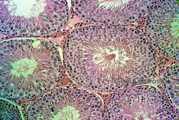 Tubes séminifères dans un testicule de rat (Rattus norvegicus)