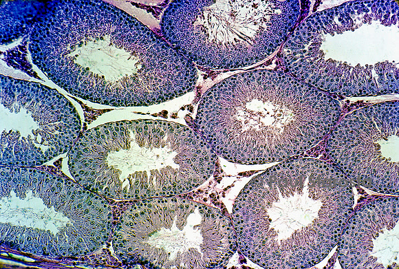 Tubes séminifères dans un testicule de rat (Rattus norvegicus)