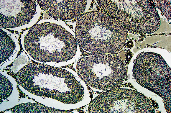 Tubes séminifères dans un testicule de rat (Rattus norvegicus)