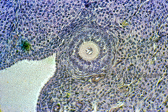 Follicules ovarien dans un ovaire de lapine (Oryctolagus cuniculus)