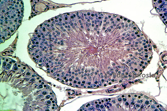 Tubes séminifères dans un testicule de rat (Rattus norvegicus)