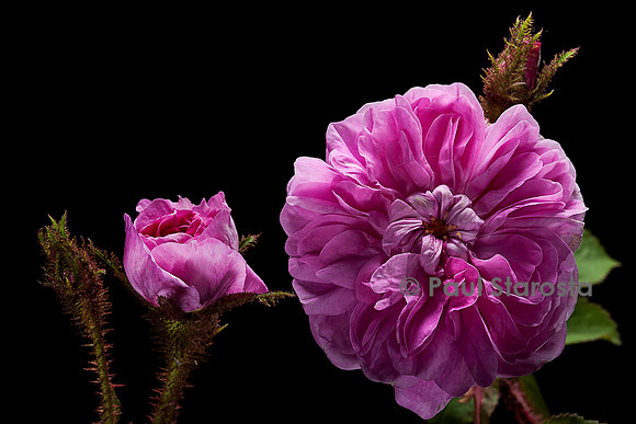 Rosa X centifolia muscosa ‘Zoé’